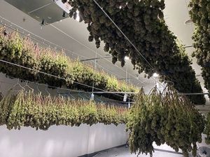 LED Grow Light 640W Wide Spectrum High Efficacy With Dimmer 