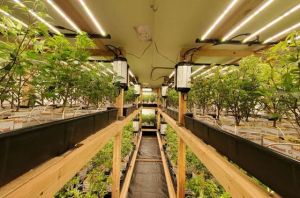 LED Grow Lights with large coverage area 640W full spectrum